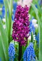Hyacinth Woodstock